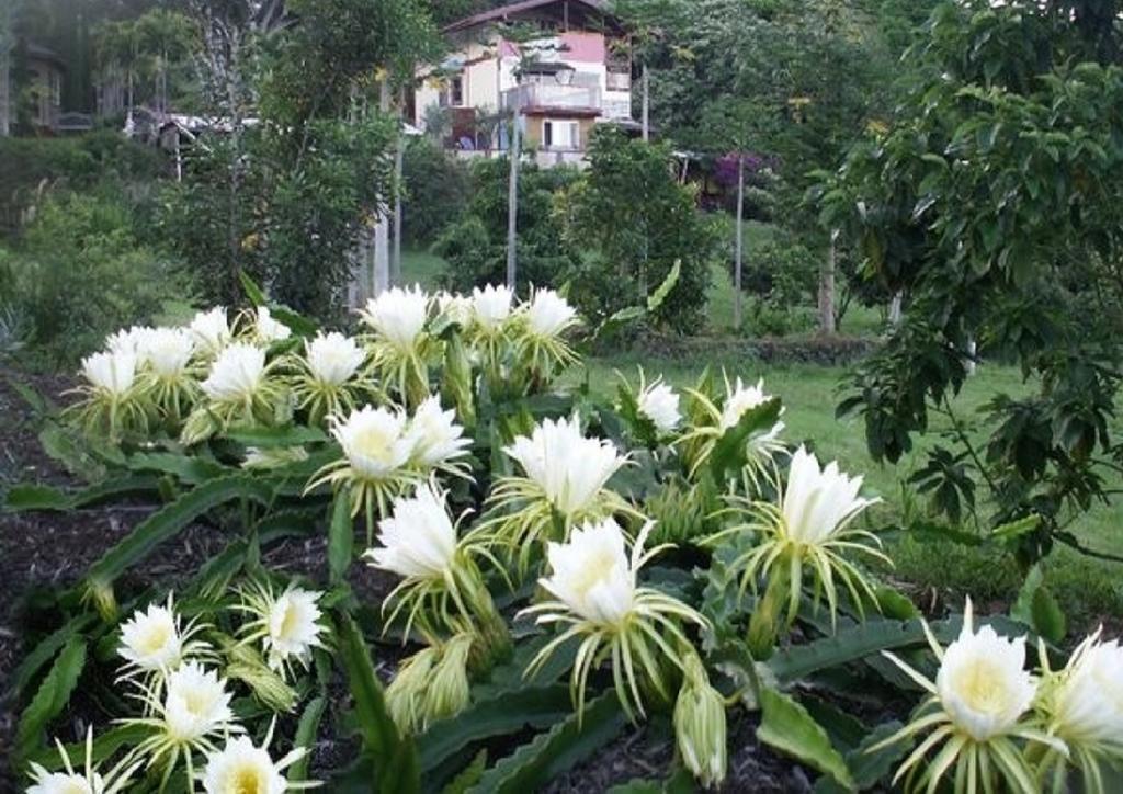 Banyan Tree Sanctuary Guest House Kalaoa Kültér fotó